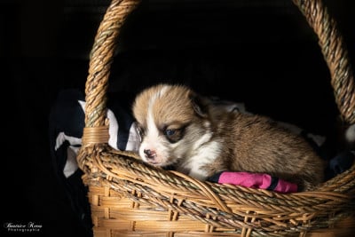 Chiot N°3 - Welsh Corgi Pembroke