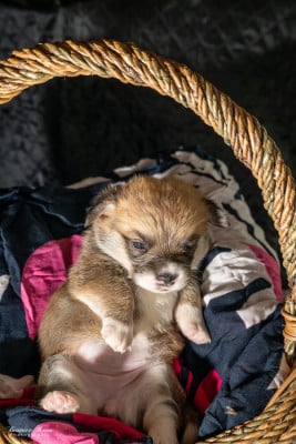Chiot N°4 - Welsh Corgi Pembroke