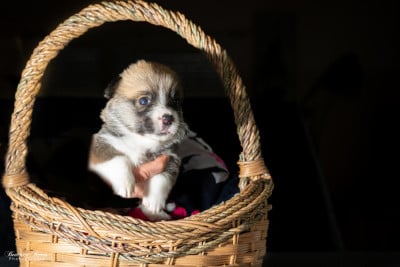 Chiot N°5 - Welsh Corgi Pembroke