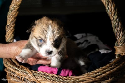 Chiot N°6 - Welsh Corgi Pembroke