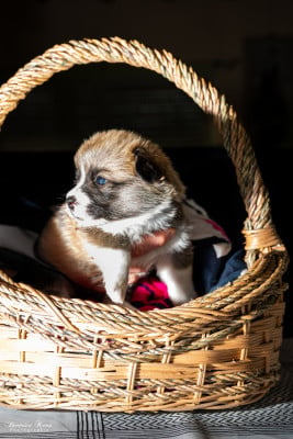 Chiot N°7 - Welsh Corgi Pembroke