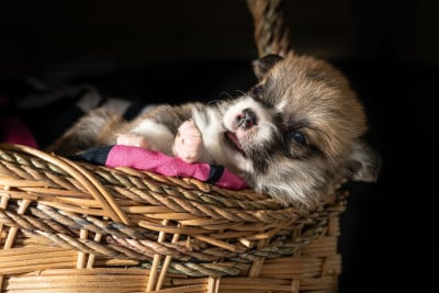 Les chiots de Welsh Corgi Pembroke