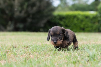 Les chiots de Teckel poil dur