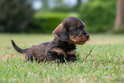 Les chiots de Teckel poil dur