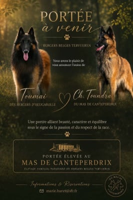 Les chiots de Berger Belge