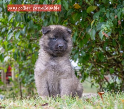 Les chiots de Berger Belge