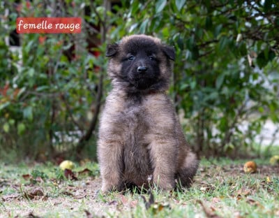 Les chiots de Berger Belge
