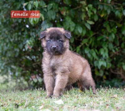 Les chiots de Berger Belge