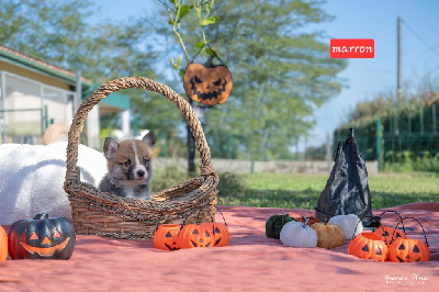Les chiots de Welsh Corgi Pembroke