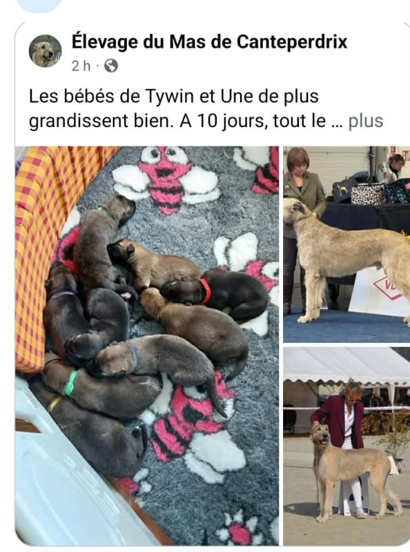 Levrier Irlandais - du mas de Canteperdrix