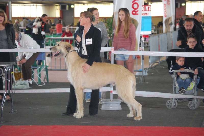Grunwald D'harcourt - 1er exc classe intermédiaire