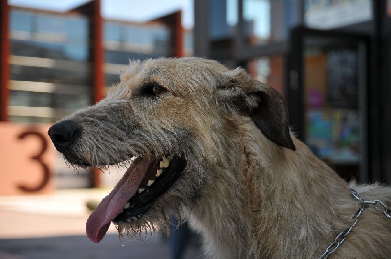 Grunwald D'harcourt - 1er exc classe intermédiaire