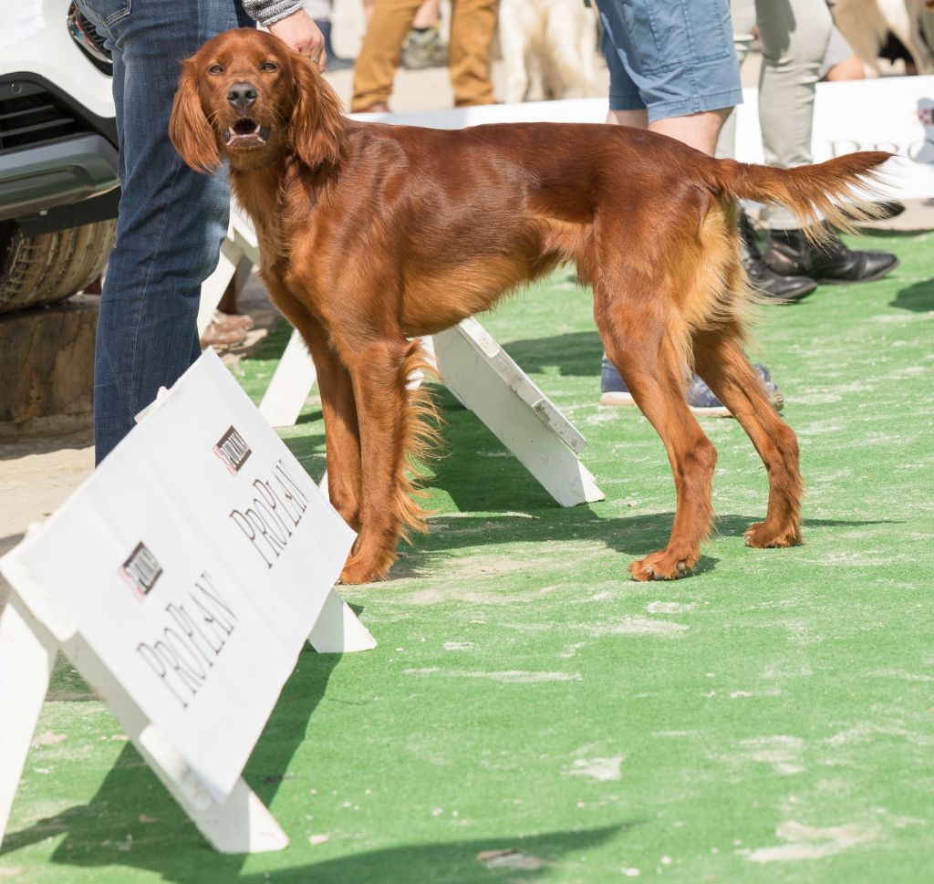 TR. Nell des solos de rory