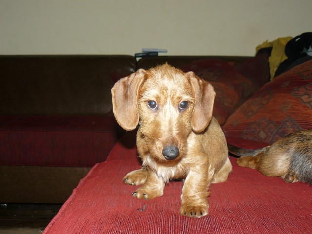 Publication : Roy d'Albion Auteur : céline pfeil