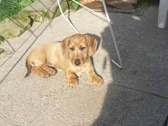 Publication : Roy d'Albion Auteur : céline pfeil