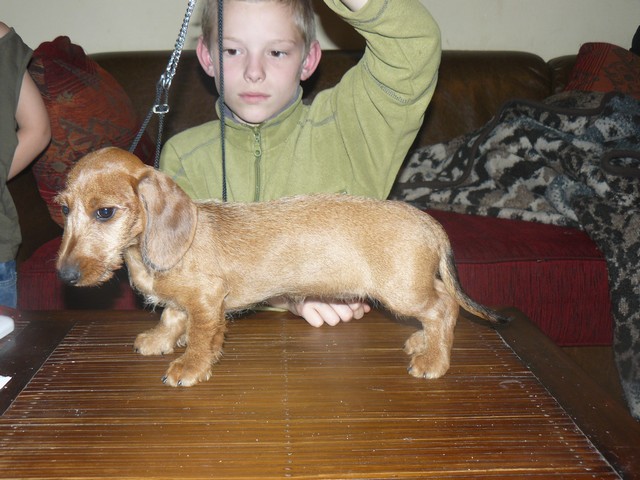 Publication : Roy d'Albion Auteur : céline pfeil