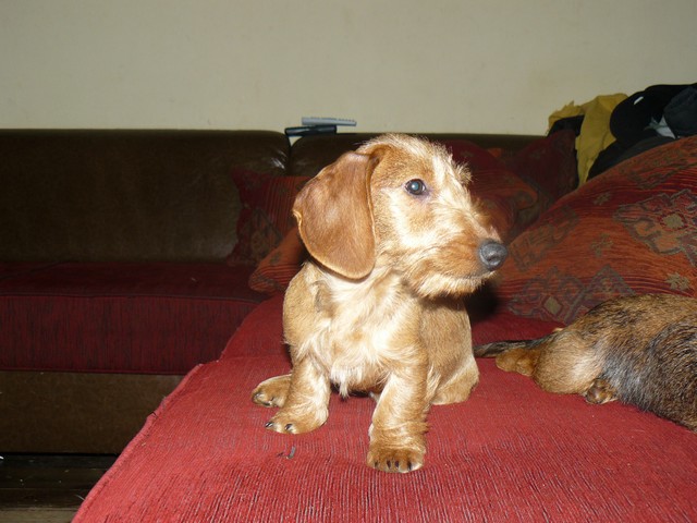 Publication : Roy d'Albion Auteur : céline pfeil