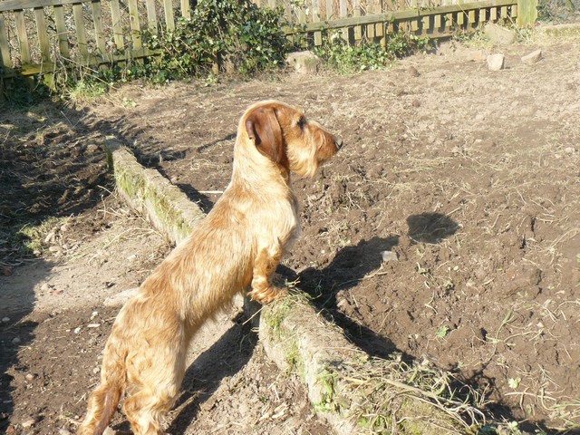 Publication : Roy d'Albion Auteur : céline pfeil