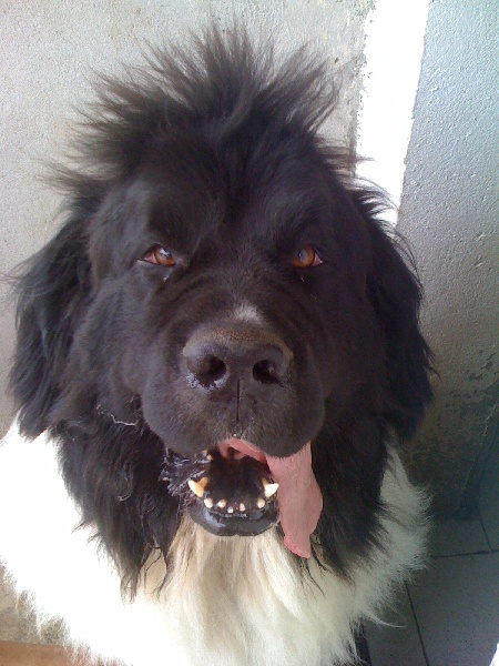 Publication : des Jardins d Artemis