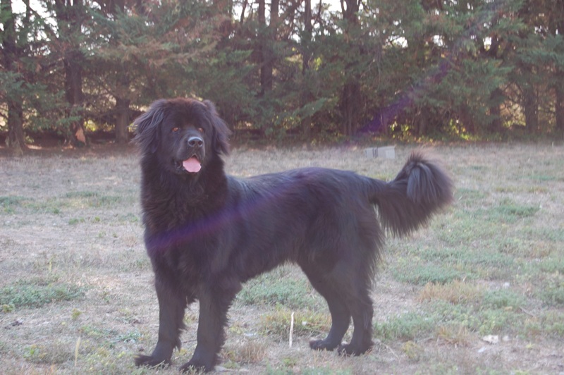 Publication : des Jardins d Artemis