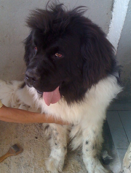 Publication : des Jardins d Artemis