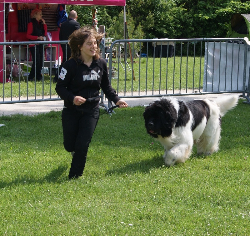 CH. Magic willow bear any given sunday - 1er EXCELLENT