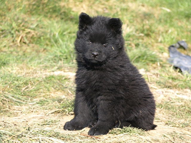 Chagaï du biel d'argent