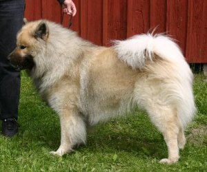 Publication : du biel d'argent Auteur : kennel Foxfire