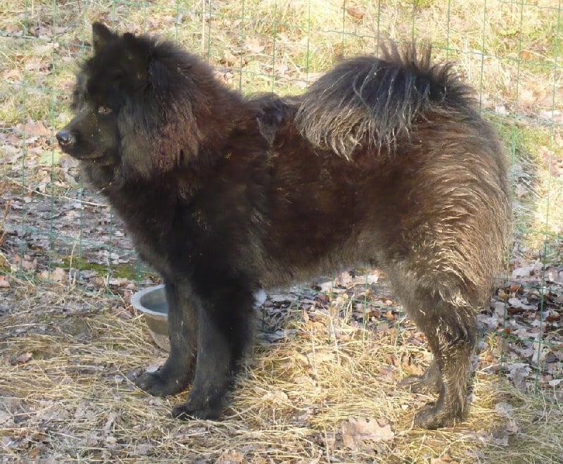 Chagaï du biel d'argent