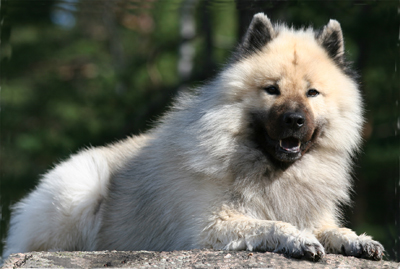 Publication : du biel d'argent Auteur : kennel Foxfire