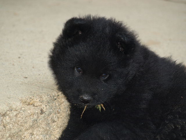 Chagaï du biel d'argent