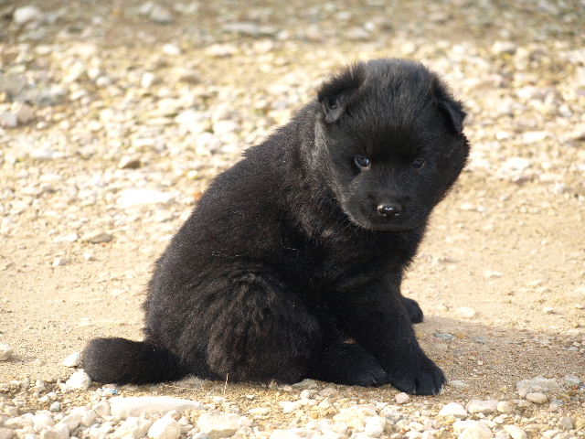 Chagaï du biel d'argent