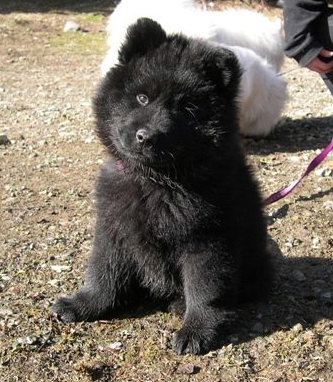 Chagaï du biel d'argent