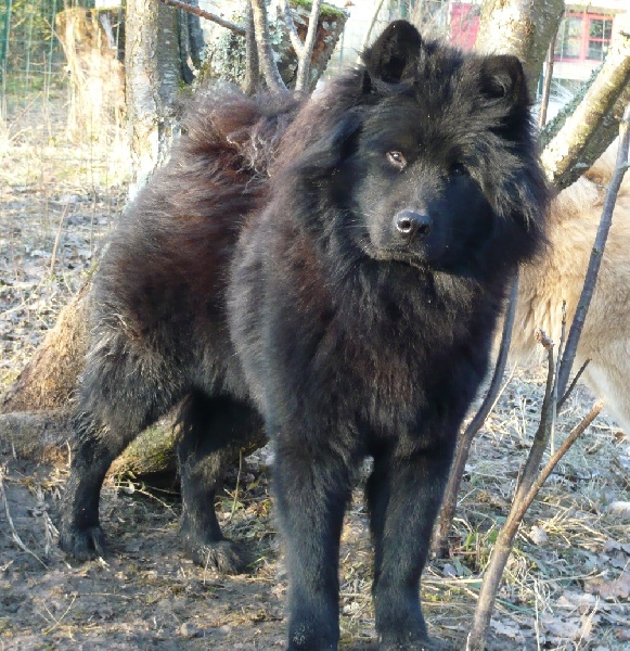 Chagaï du biel d'argent