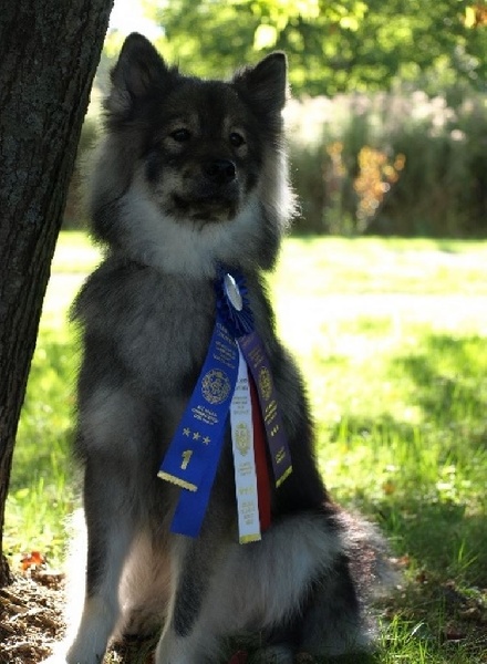 Glasya lásky du biel d'argent - Best Winner, Best of Breed