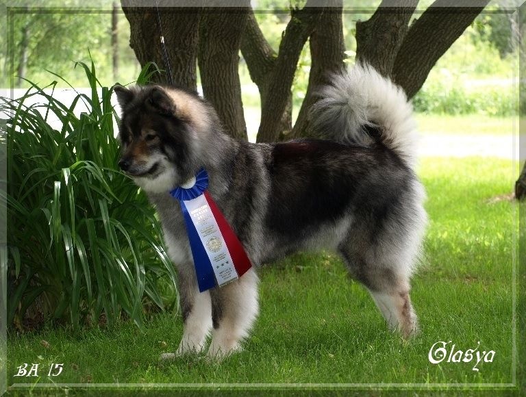 Glasya lásky du biel d'argent - Best Winner, Best of Breed