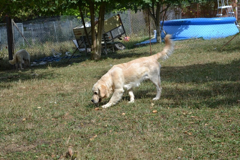 Publication : des gardiens d'Arya Auteur : sonia c.