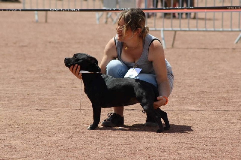 Rahzel's stars Indracadabra - Excellent NC classe Jeune femelle