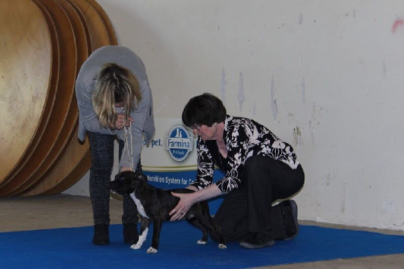 Rahzel's stars Loch ness - Prometteur baby femelle