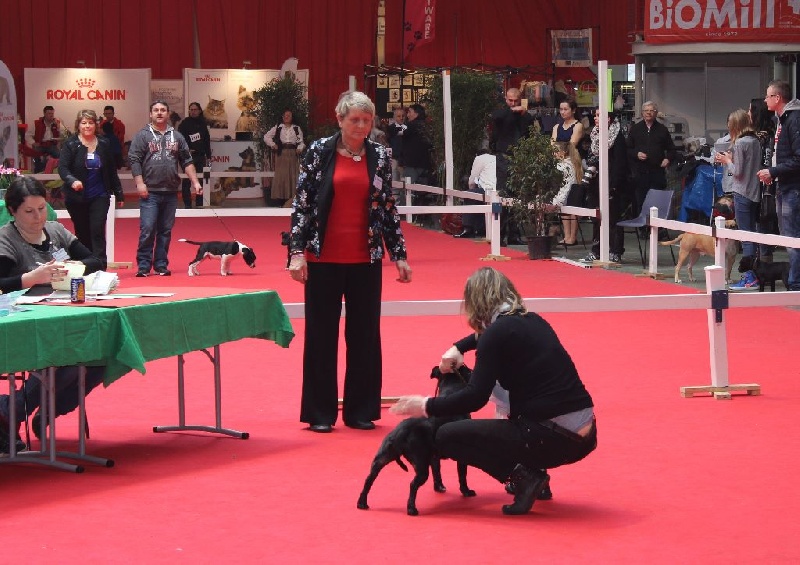 Rahzel's stars Indracadabra - Excellent NC en classe Intermediaire