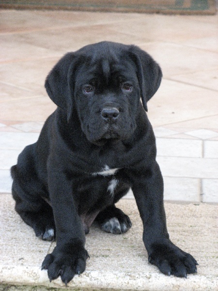 Publication : del nero velluto Auteur : Massimiliano Rollo