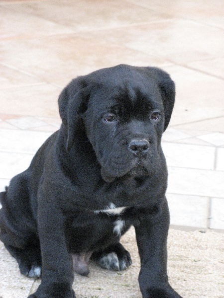 Publication : del nero velluto Auteur : Massimiliano Rollo