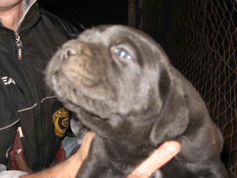 Publication : del nero velluto Auteur : Massimiliano Rollo