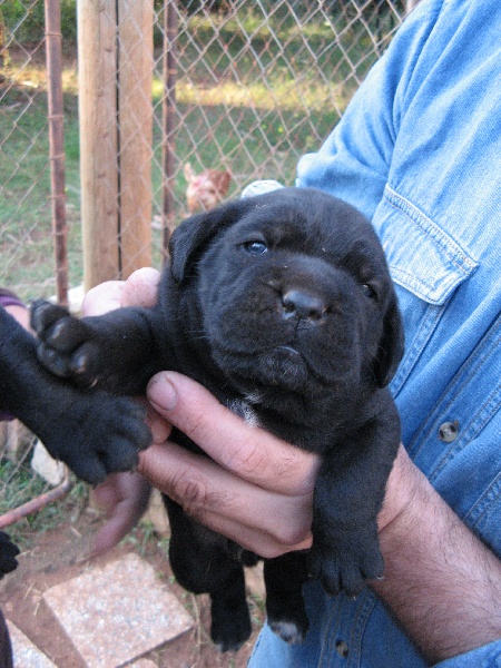 Publication : del nero velluto Auteur : Massimiliano Rollo