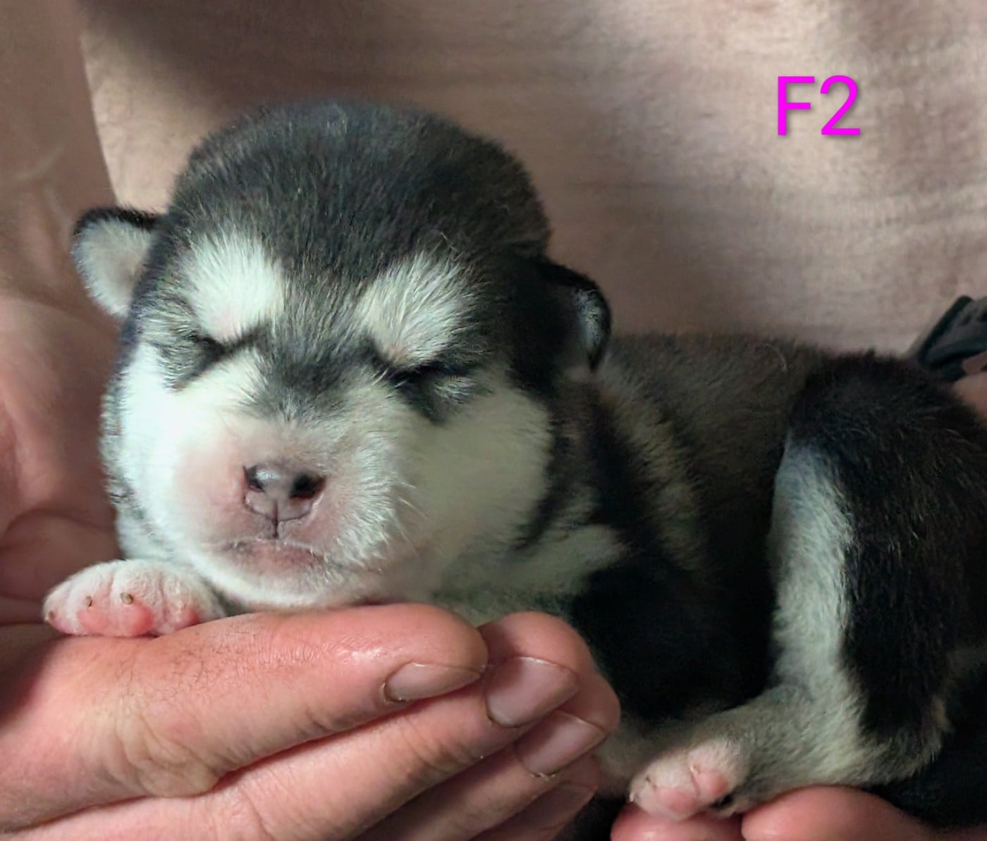 CHIOT 2 - Alaskan Malamute