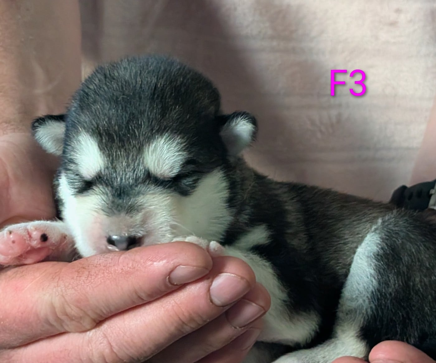 CHIOT 3 - Alaskan Malamute