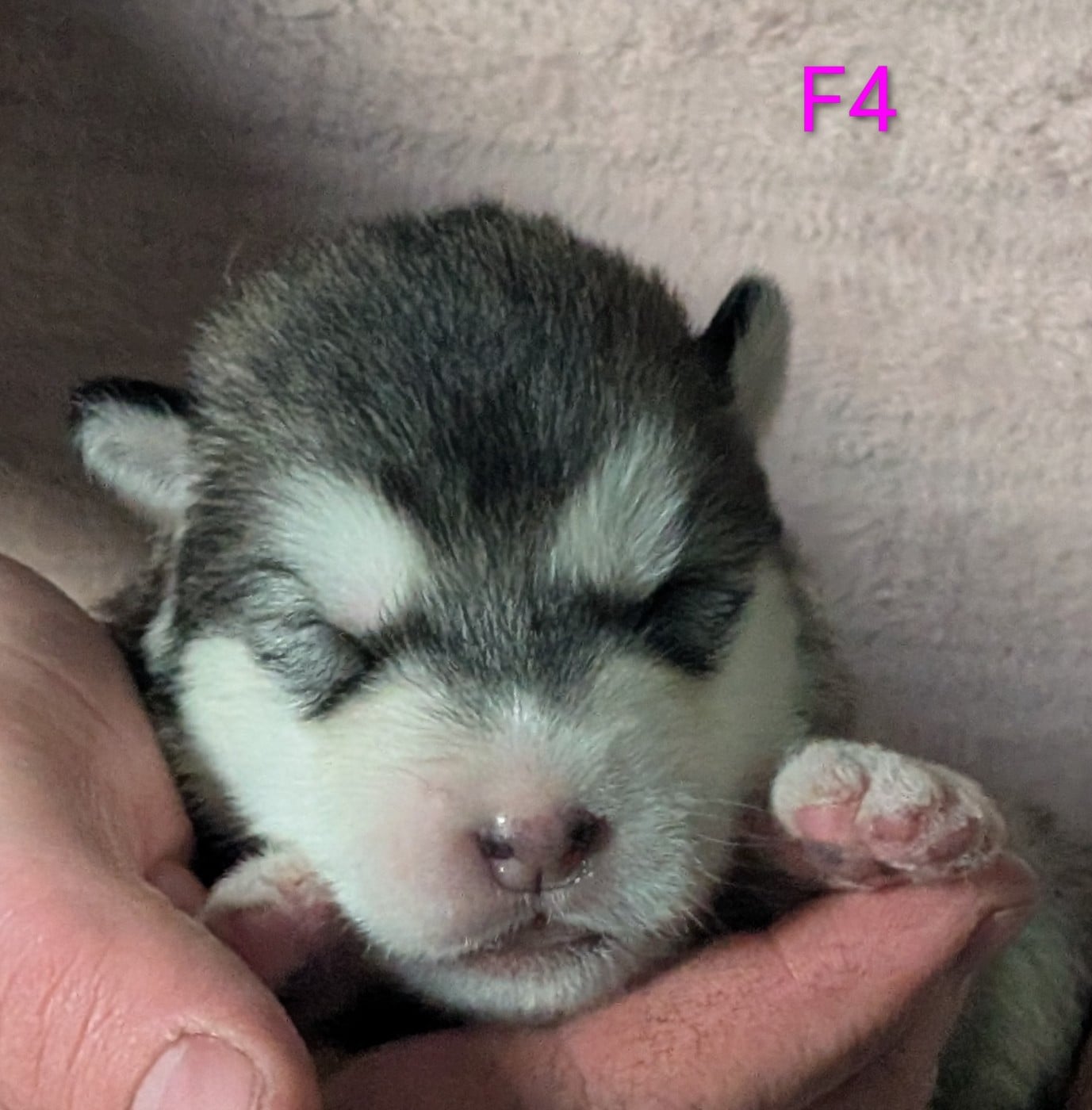 CHIOT 4 - Alaskan Malamute