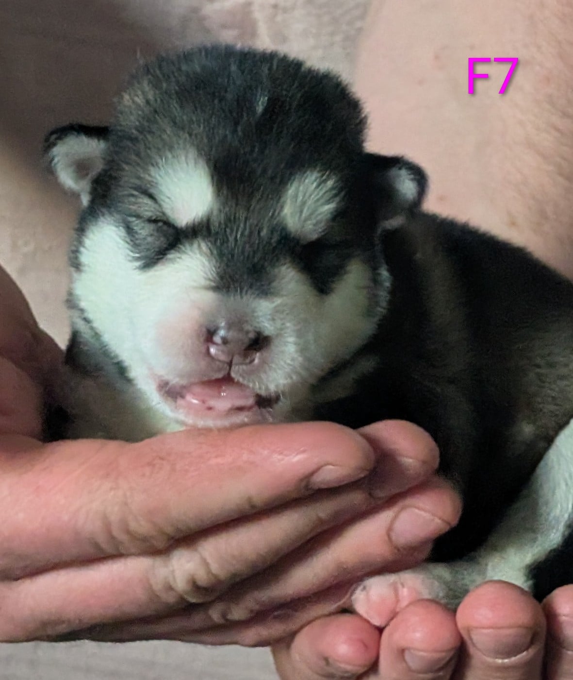 CHIOT 7 - Alaskan Malamute