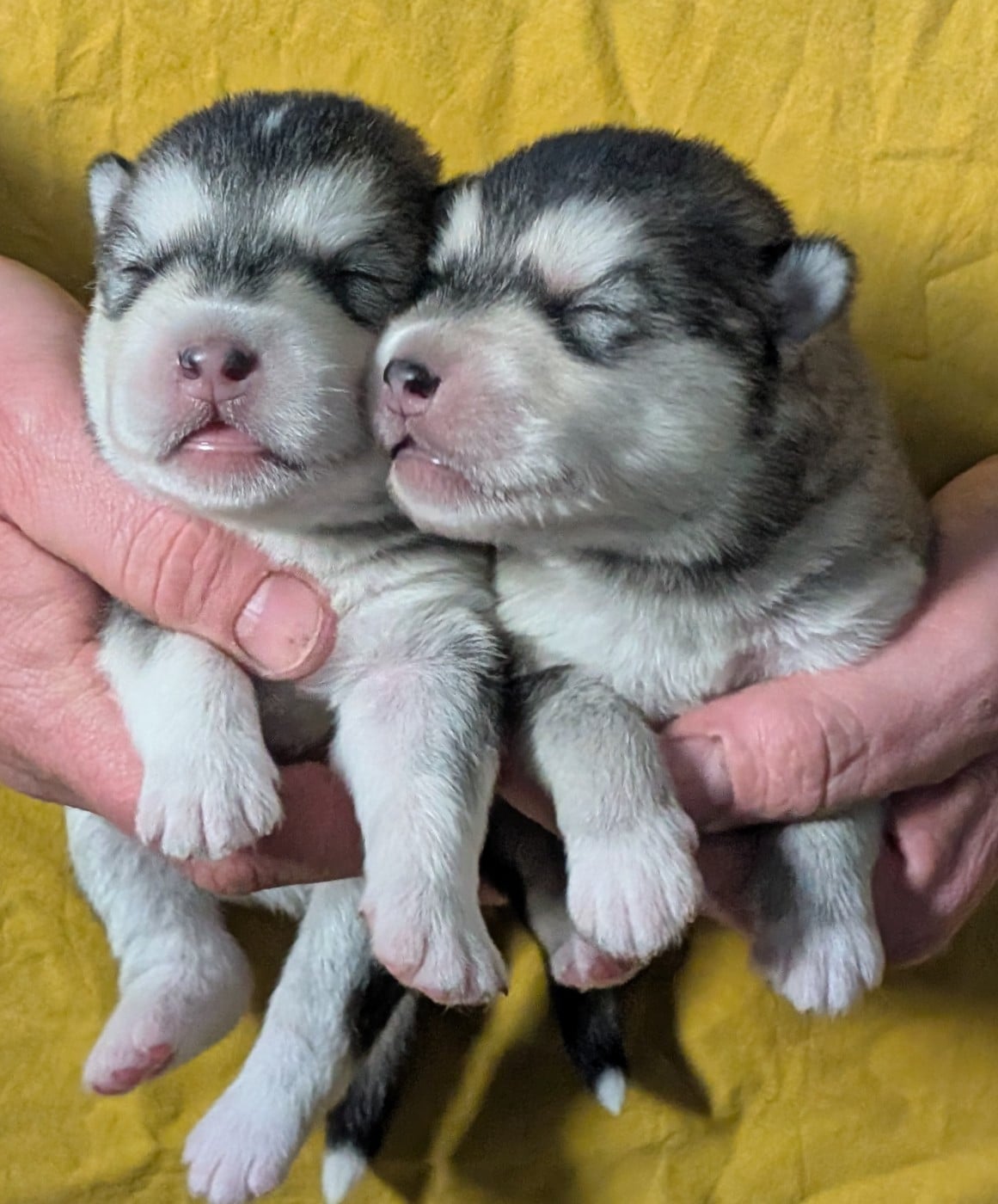CHIOT 9 - Alaskan Malamute