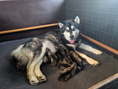 Alaskan Malamute